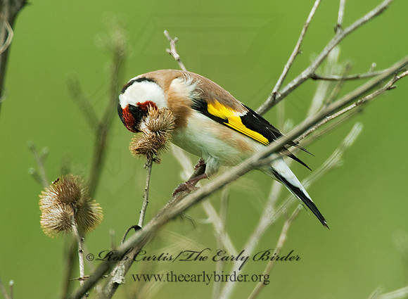 Carduelis carduelis  EUROPEAN GOLDFINCH 4000744