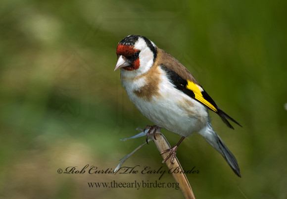 Carduelis carduelis  EUROPEAN GOLDFINCH 5006771