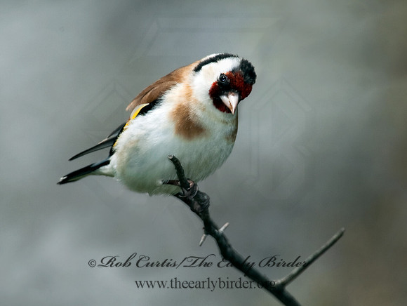 Carduelis carduelis  EUROPEAN GOLDFINCH 5006778