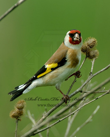 Carduelis carduelis  EUROPEAN GOLDFINCH 4000743