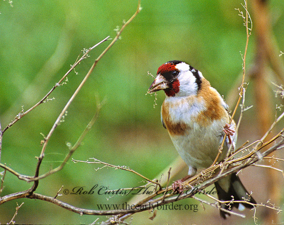 Carduelis carduelis  EUROPEAN GOLDFINCH 3000813