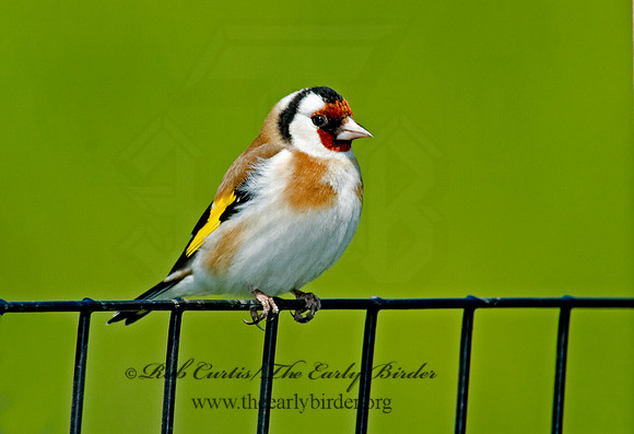 Carduelis carduelis  EUROPEAN GOLDFINCH 5006826