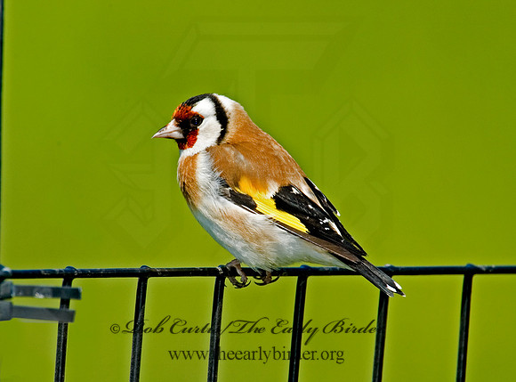 Carduelis carduelis  EUROPEAN GOLDFINCH 5006832
