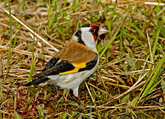Carduelis carduelis  EUROPEAN GOLDFINCH 5006891