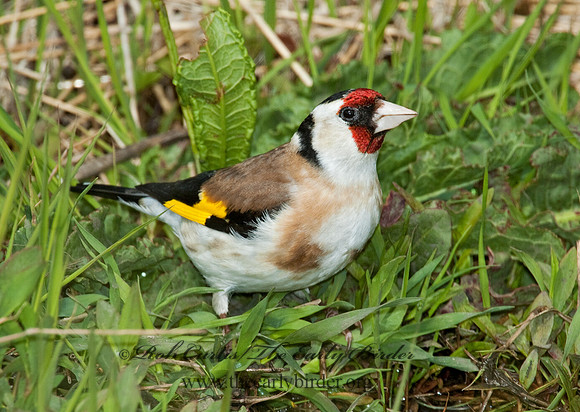 Carduelis carduelis  EUROPEAN GOLDFINCH 5006929
