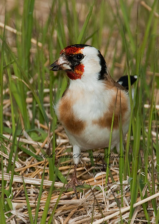 Carduelis carduelis  EUROPEAN GOLDFINCH 5006931