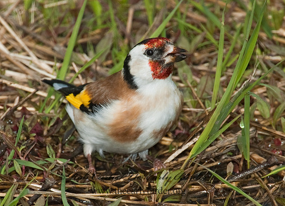 Carduelis carduelis  EUROPEAN GOLDFINCH 5006932