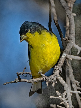 Spinus psaltria  LESSER GOLDFINCH 3037442