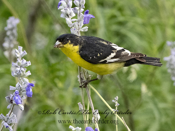 Spinus psaltria  LESSER GOLDFINCH 3034880
