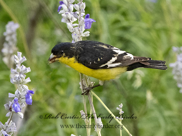 Spinus psaltria  LESSER GOLDFINCH 3034876