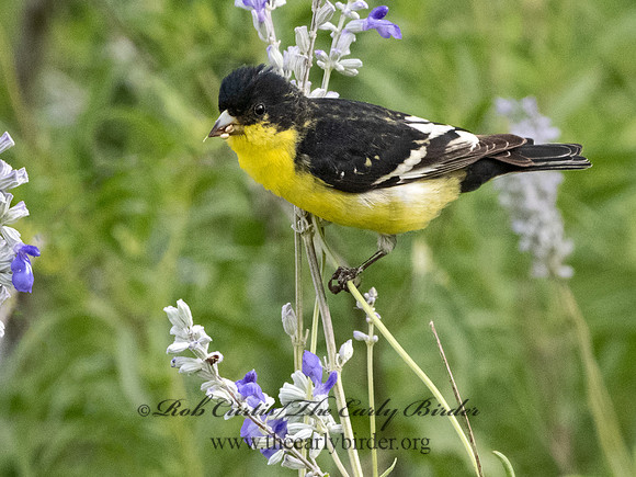 Spinus psaltria  LESSER GOLDFINCH 3034883