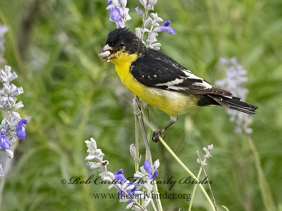 Spinus psaltria  LESSER GOLDFINCH 3034884