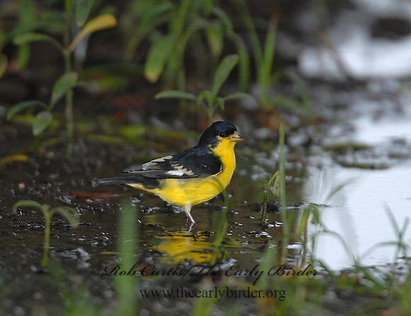 Spinus psaltria  LESSER GOLDFINCH 6023179