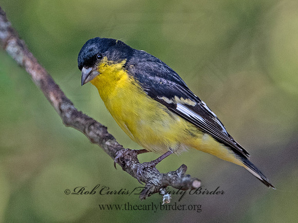 Spinus psaltria  LESSER GOLDFINCH 3041051