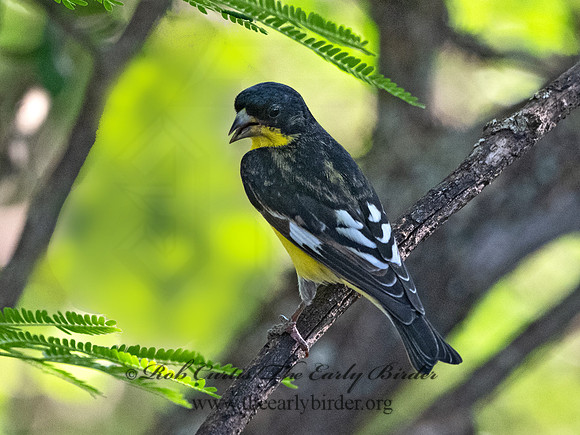 Spinus psaltria  LESSER GOLDFINCH 3040736
