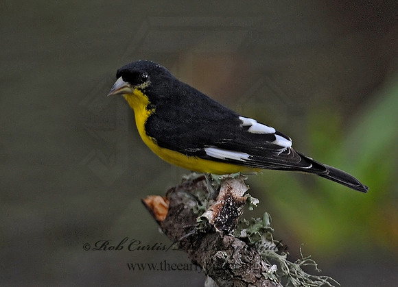 Spinus psaltria  LESSER GOLDFINCH 6023182