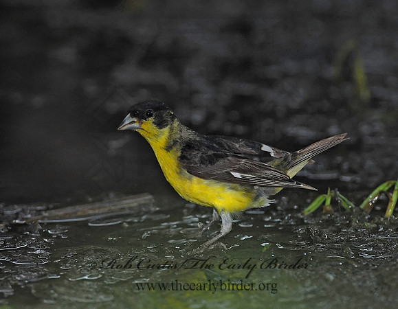 Spinus psaltria  LESSER GOLDFINCH 6023184