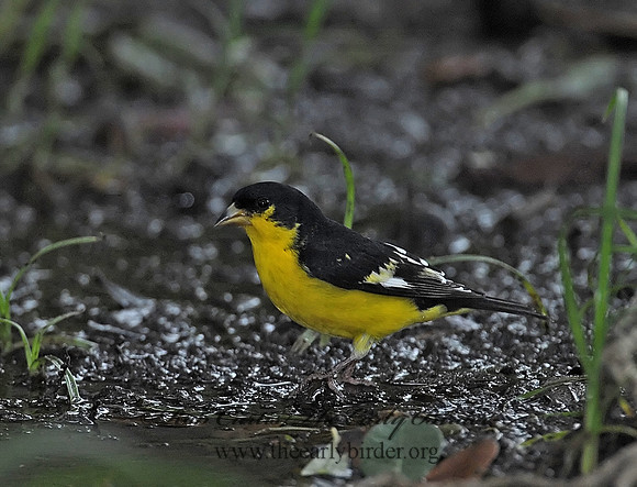 Spinus psaltria  LESSER GOLDFINCH 6023186