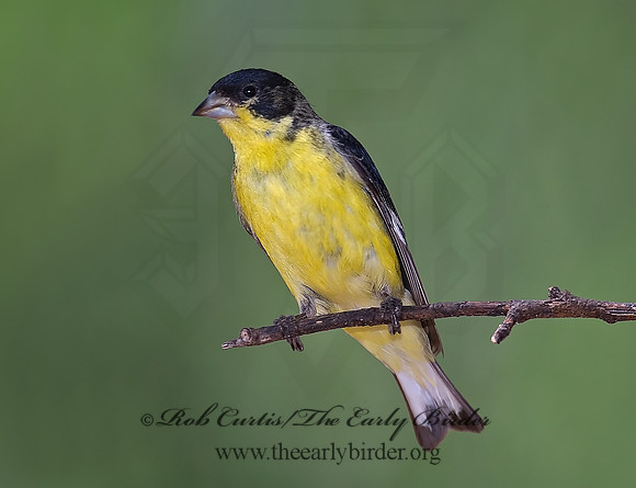 Spinus psaltria  LESSER GOLDFINCH 7006623