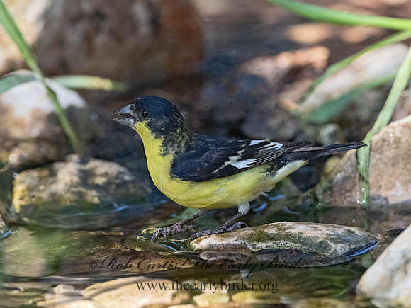 Spinus psaltria  LESSER GOLDFINCH 3040377