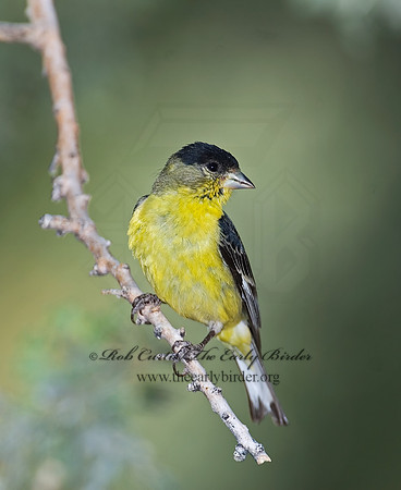 Spinus psaltria  LESSER GOLDFINCH 7006872