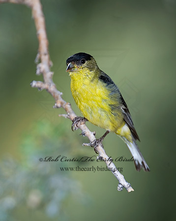 Spinus psaltria  LESSER GOLDFINCH 7006877