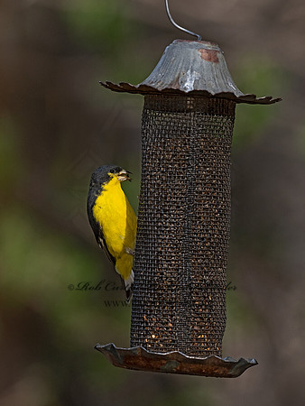 Spinus psaltria  LESSER GOLDFINCH 3037544