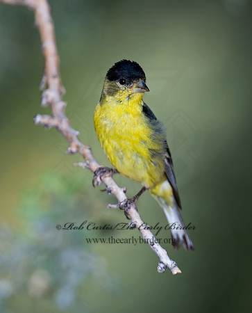 Spinus psaltria  LESSER GOLDFINCH 7006883