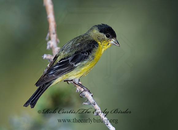 Spinus psaltria  LESSER GOLDFINCH 7006885