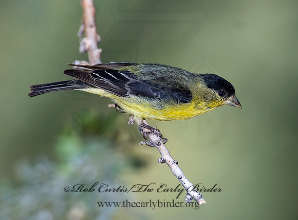 Spinus psaltria  LESSER GOLDFINCH 7006889