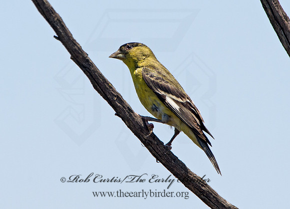 Spinus psaltria  LESSER GOLDFINCH 9057703
