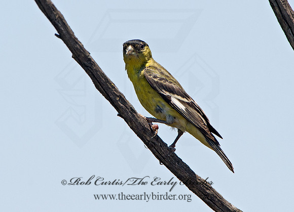 Spinus psaltria  LESSER GOLDFINCH 9057705