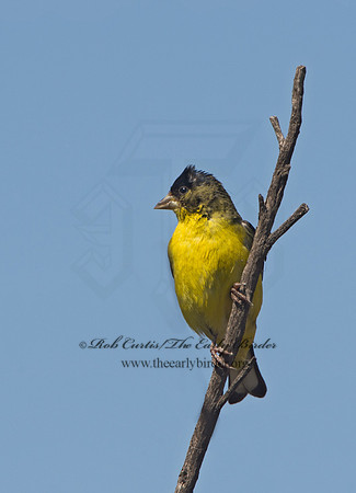 Spinus psaltria  LESSER GOLDFINCH 9057726