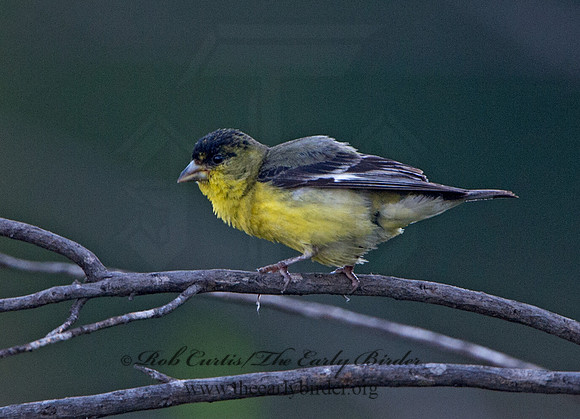 Spinus psaltria  LESSER GOLDFINCH 9057778