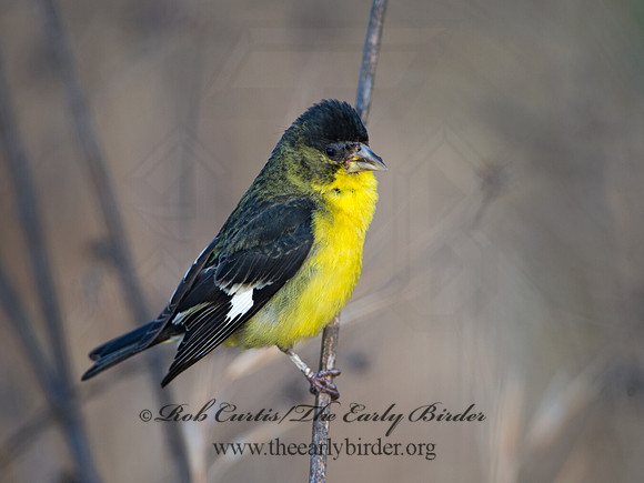 Spinus psaltria  LESSER GOLDFINCH 9057790