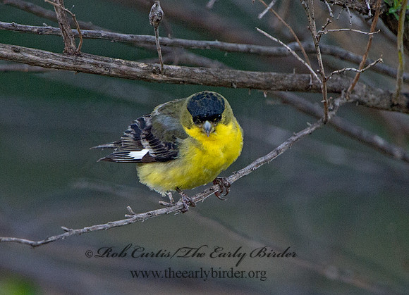 Spinus psaltria  LESSER GOLDFINCH 9057774