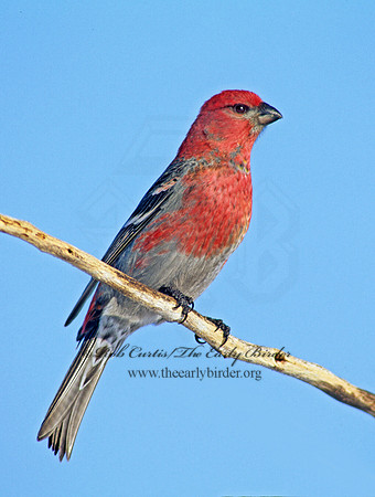 Pinicola enucleator  PINE GROSBEAK 141019