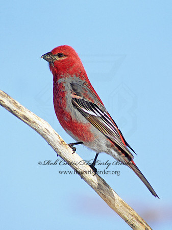 Pinicola enucleator  PINE GROSBEAK 141002