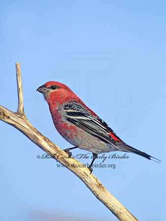 Pinicola enucleator  PINE GROSBEAK 141030 CURTIS
