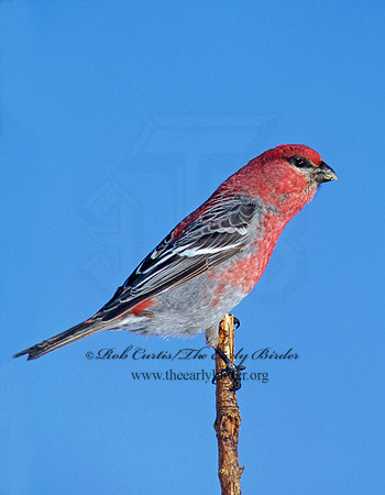 Pinicola enucleator  PINE GROSBEAK 141325