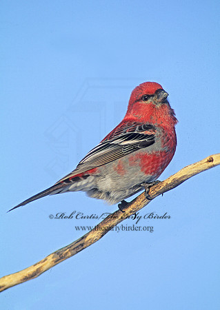 Pinicola enucleator  PINE GROSBEAK 141028