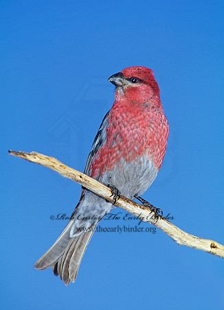 Pinicola enucleator  PINE GROSBEAK 141334