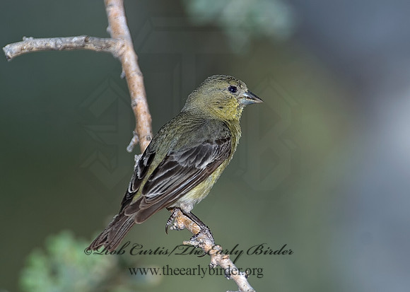 Spinus psaltria  LESSER GOLDFINCH 7006854