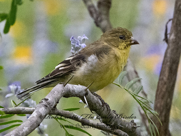Spinus psaltria  LESSER GOLDFINCH 3034843