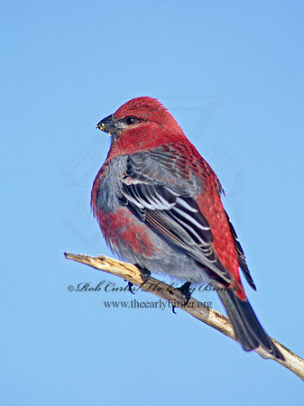 Pinicola enucleator  PINE GROSBEAK 141732