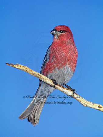 Pinicola enucleator  PINE GROSBEAK 141335