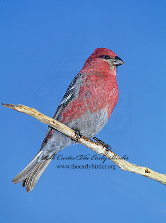 Pinicola enucleator  PINE GROSBEAK 141336