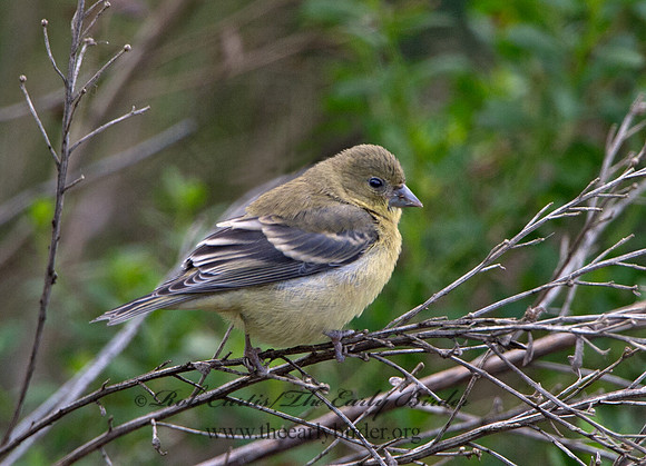Spinus psaltria  LESSER GOLDFINCH 9057647