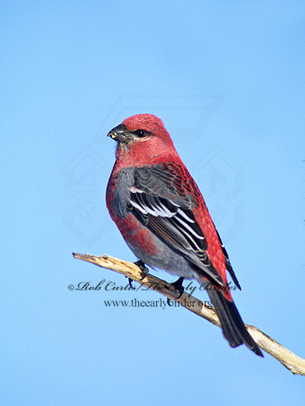Pinicola enucleator  PINE GROSBEAK 141734a