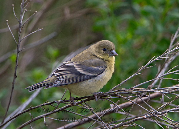 Spinus psaltria  LESSER GOLDFINCH 9057650